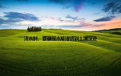 浇水时, 要确保水能渗透到土壤深处