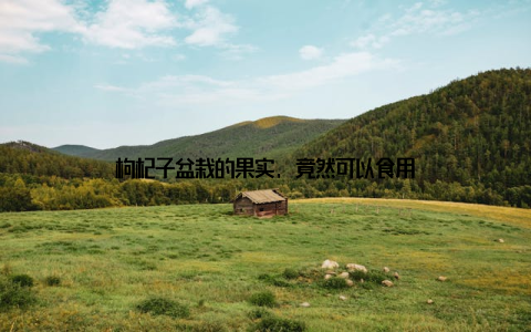 枸杞子盆栽的果实, 竟然可以食用