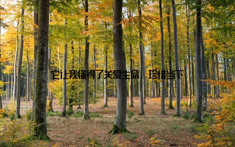 它让我懂得了关爱生命, 珍惜当下