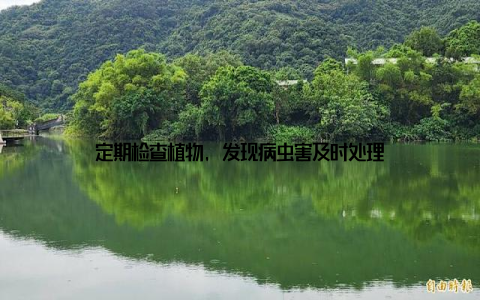 定期检查植物, 发现病虫害及时处理