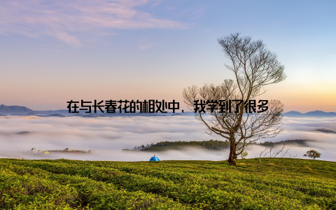 在与长春花的相处中, 我学到了很多