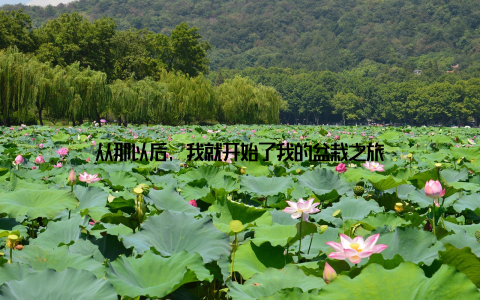 从那以后, 我就开始了我的盆栽之旅