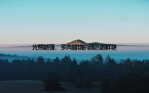 光照越强, 多肉植物的颜色越鲜艳