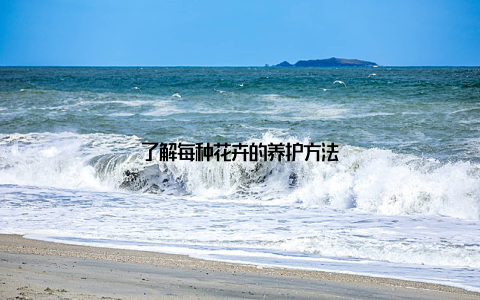 了解每种花卉的养护方法
