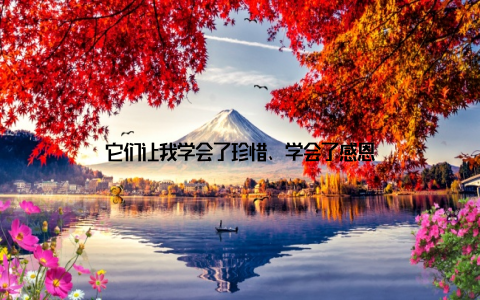 它们让我学会了珍惜、学会了感恩