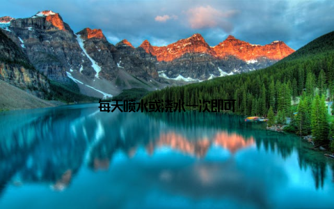 每天喷水或浇水一次即可