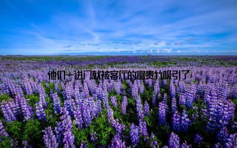 他们一进门就被客厅的富贵竹吸引了