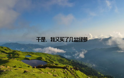 于是, 我又买了几盆绿萝