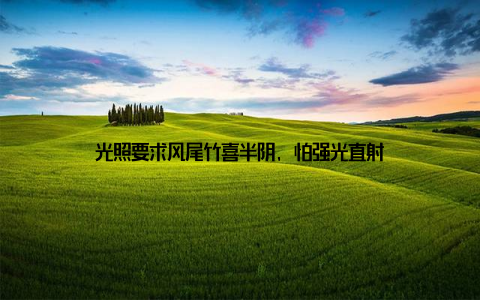 光照要求风尾竹喜半阴, 怕强光直射