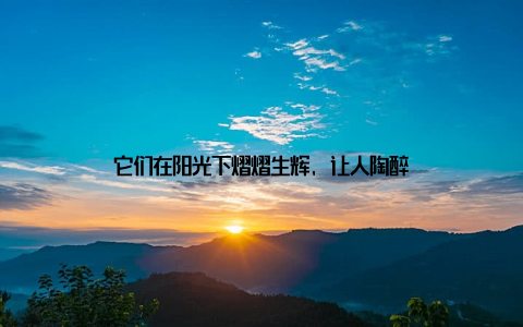 它们在阳光下熠熠生辉, 让人陶醉