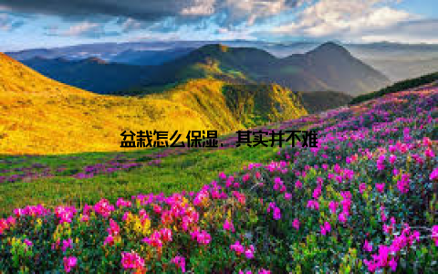 盆栽怎么保湿, 其实并不难