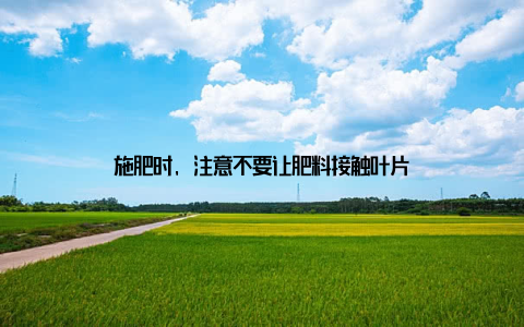 施肥时, 注意不要让肥料接触叶片