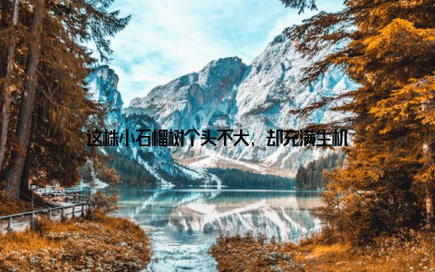 这株小石榴树个头不大, 却充满生机