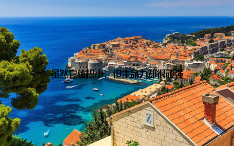 虽然它体积小, 但生命力却很顽强