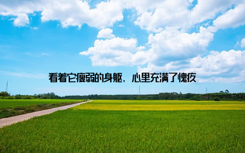 看着它瘦弱的身躯, 心里充满了愧疚