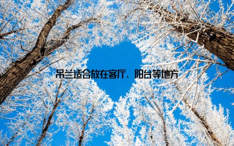 吊兰适合放在客厅、阳台等地方