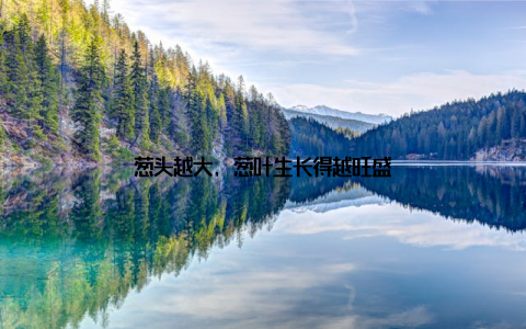 葱头越大, 葱叶生长得越旺盛