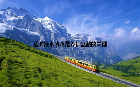 适时浇水浇水是养护盆栽的关键