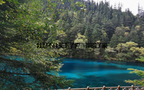 我忍不住买下了它, 带回了家