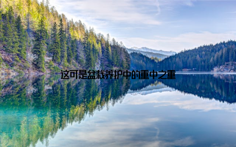 这可是盆栽养护中的重中之重