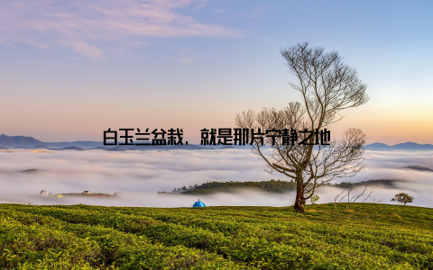 白玉兰盆栽, 就是那片宁静之地