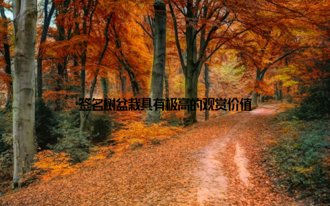 签名树盆栽具有极高的观赏价值