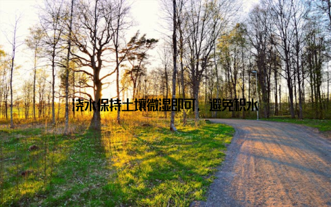 浇水保持土壤微湿即可, 避免积水