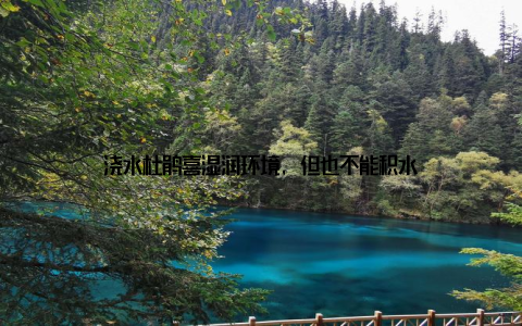 浇水杜鹃喜湿润环境, 但也不能积水