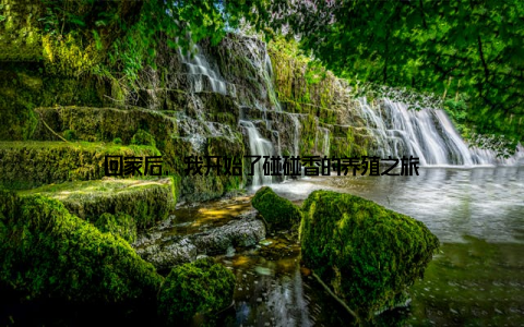 回家后, 我开始了碰碰香的养殖之旅