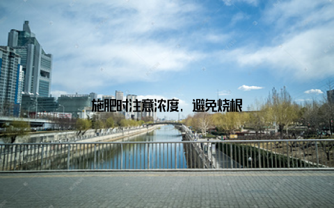 施肥时注意浓度, 避免烧根