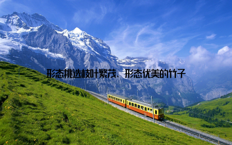 形态挑选枝叶繁茂、形态优美的竹子