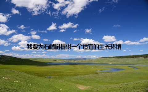 我要为石榴树提供一个适宜的生长环境