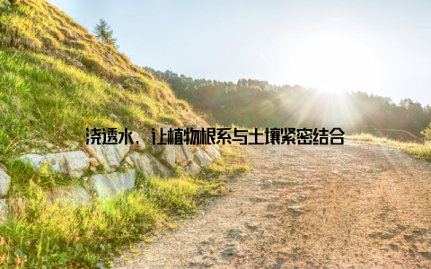 浇透水, 让植物根系与土壤紧密结合