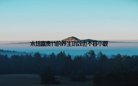 水培富贵竹的养生功效也不容小觑