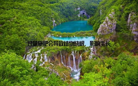 过量施肥会导致植物烧根, 影响生长