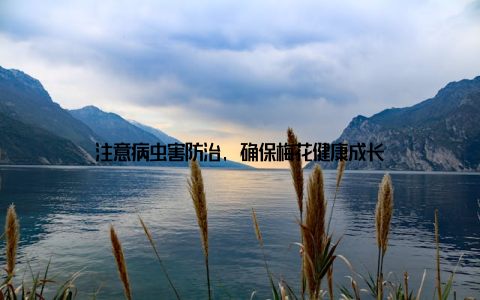 注意病虫害防治, 确保梅花健康成长