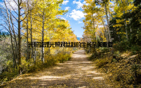 光照管理光照对盆栽的生长至关重要