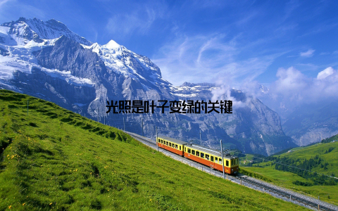 光照是叶子变绿的关键