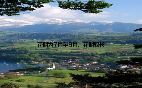 花期为7月至9月, 花期较长