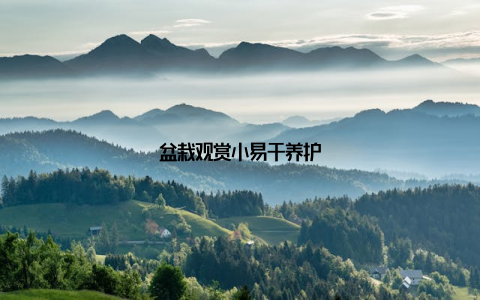 盆栽观赏小易于养护