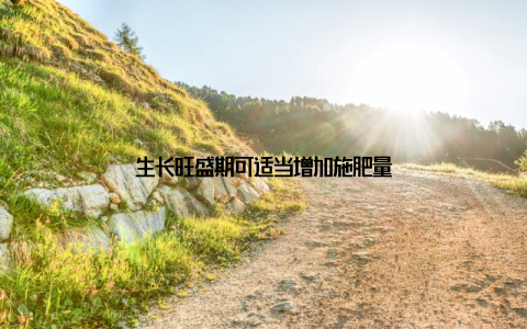 生长旺盛期可适当增加施肥量