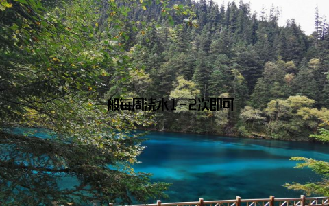 一般每周浇水1-2次即可