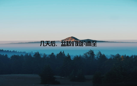 几天后, 盆栽们如约而至