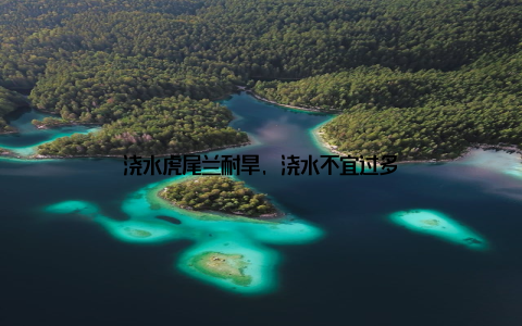 浇水虎尾兰耐旱, 浇水不宜过多