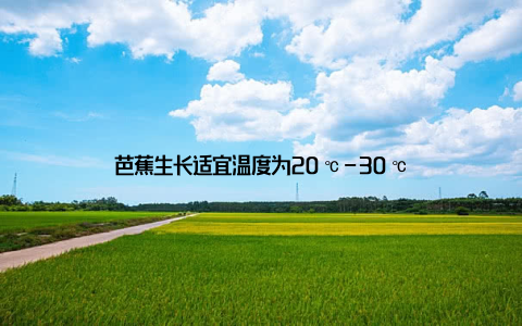 芭蕉生长适宜温度为20℃-30℃