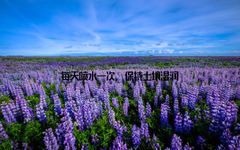 每天喷水一次, 保持土壤湿润