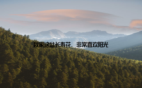 我家这盆长寿花, 非常喜欢阳光
