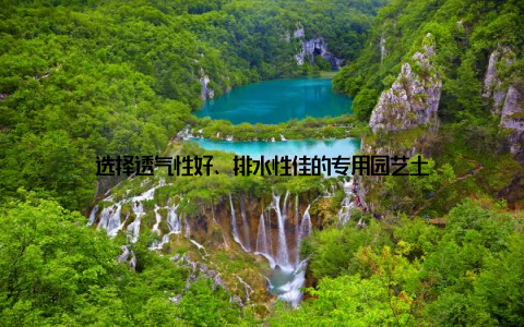 选择透气性好、排水性佳的专用园艺土