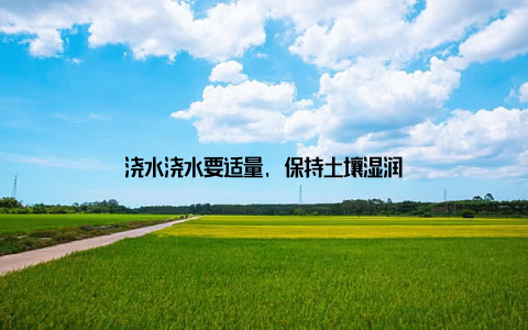 浇水浇水要适量, 保持土壤湿润