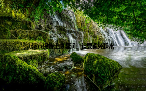 浇水保持土壤湿润, 但要避免积水